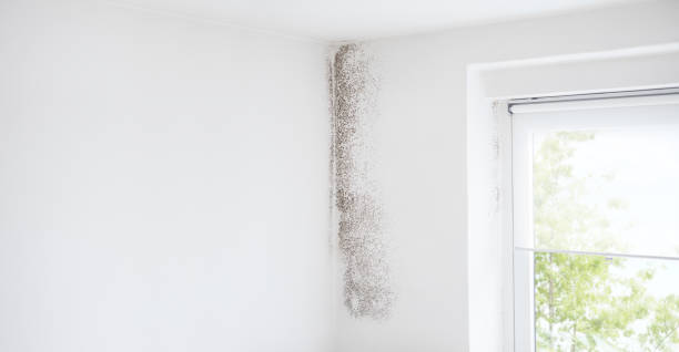 Forensic Mold Investigation in Bridgeport, WV
